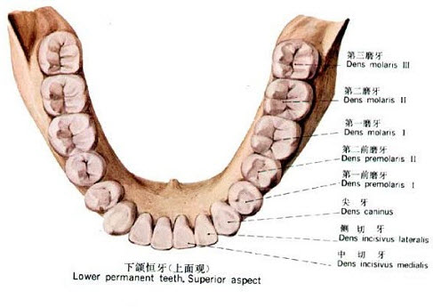 	下列哪项不是前牙的解剖结构（）。A. 唇面B. 舌面或腭面C. 近中面D. 远中面E. 面