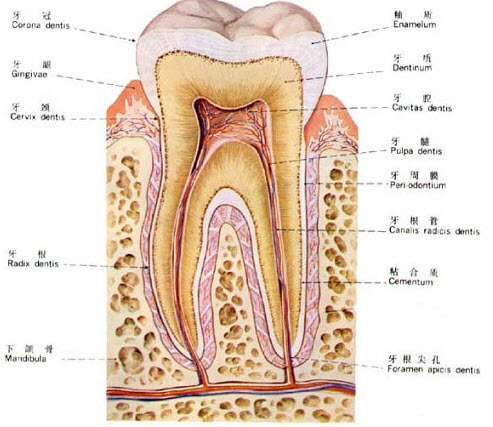 初萌切牙的解剖特征是（）。