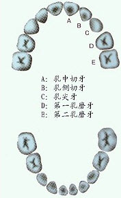 初萌切牙的解剖特征是（）。