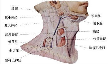 支配颈阔肌的神经是（）。