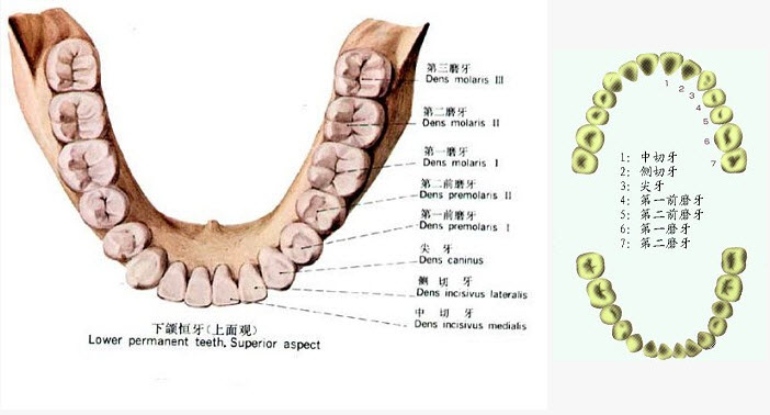 下列哪项是前牙的解剖特征()