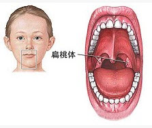 下列哪项不属于口腔器官（）。