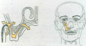 眶下间隙感染最常见的病灶牙是（）。