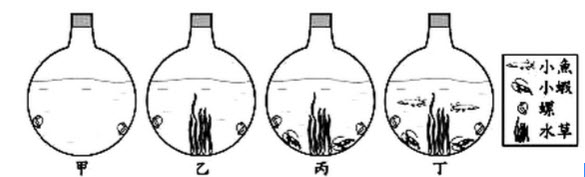 如图，甲、乙、丙、丁是装有池水的四组密闭透明容器，除了小鱼、小虾、螺或水草是否存在外，其余实验条件都