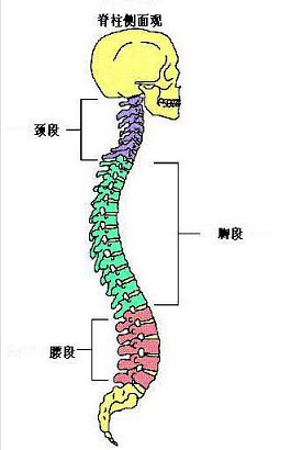 成人仰卧位时脊柱最高部位是