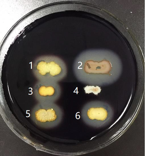 下图哪一个菌株不产淀粉酶？（） 