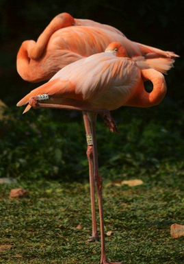 火烈鸟经常以一条腿站立而另一条腿提起来长腿增加了转动惯量吗就它的