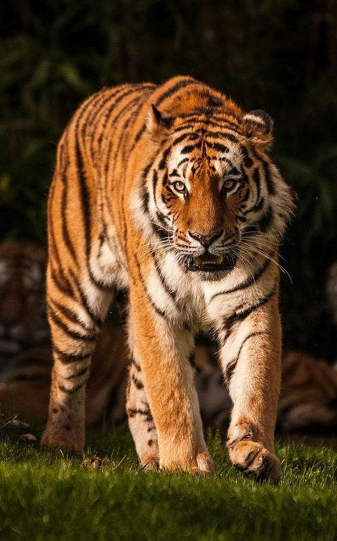 6.jpg[图]A、tiger Panthera tigrisB、catC、big tigerD、.