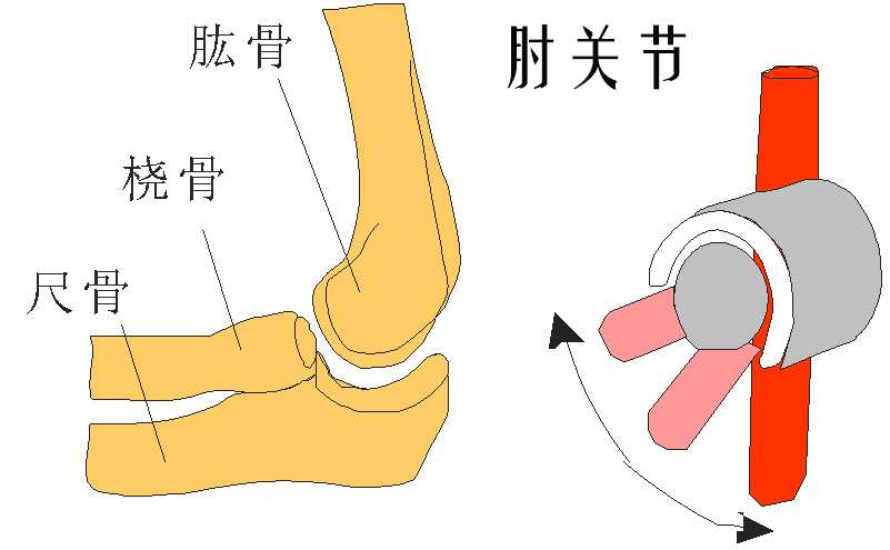 冠状轴运动图片