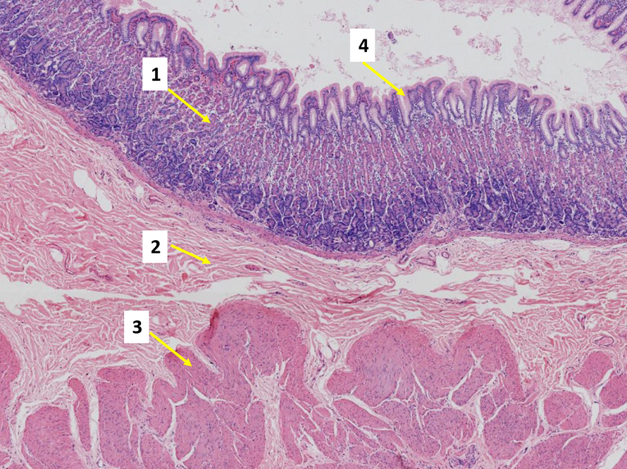 胃壁组织结构图图片