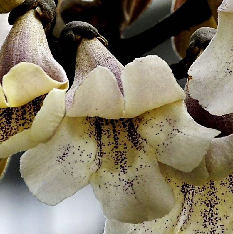 高脚蝶形花冠的植物图片