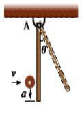 如图所示，质量为M，长为L的均质细杆，可绕A端的水平轴自由转动，当杆自由下垂时，有一质量为m的小球，