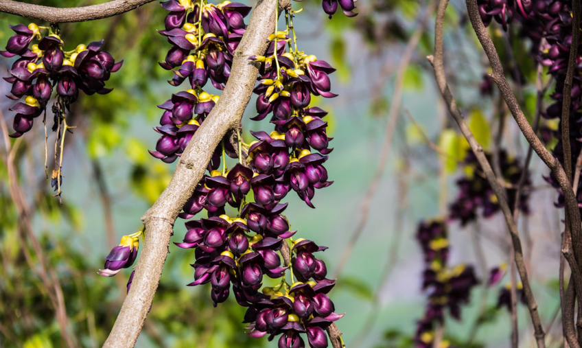 猜谜语 紫色藤子地上爬,藤上伸出绿叶花,地下长着红瓜瓜,农民春种.