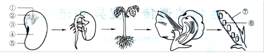 图为大豆生长发育过程的示意图，请据图判断下列叙述正确的是（）