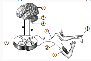 如图为缩手反射及痛觉形成过程示意图，下列相关说法正确的是（）