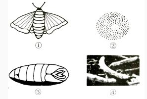 很早以前我国先民就把养蚕技术传到了其他国家，图中家蚕的发育顺序的排列，正确的是（）