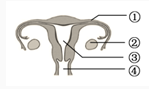 如图为女性生殖系统部分结构示意图，胎儿发育的场所是（）