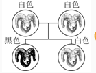 山羊的白毛和黑毛是一对相对性状。下图为山羊的毛色遗传图解，下列有关分析不正确的是（）