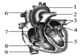 下图是人体心脏及所连血管的解剖图。据图回答：格式：（1）心脏壁最厚的腔是（）。（2）它是（）循环的起