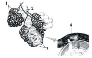下图是人体肺泡与血液进行气体交换示意图，请据图回答：格式：（1）在显微镜下判断编号4血管属于毛细血管