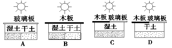 下图所示四个实验装置中，用哪一个来探究“光对鼠妇生活的影响”更科学（）