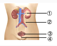 如图为泌尿系统组成的示意图。其形成尿液的结构是（）