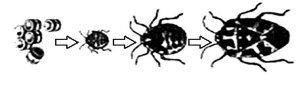 如图表示蝽类昆虫的发育过程，下列有关叙述正确的是（）