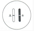 下图所示为人的体细胞中一对基因（A、a)位于一对染色体上的示意图，下列叙述不正确的是（）A、A表示下