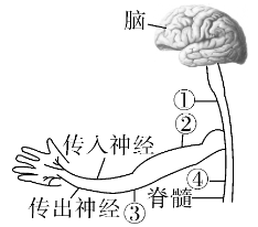 如图是与缩手反射有关的神经结构，若用麻醉剂阻断图示中的某一个位点，下列分析中正确的是（）