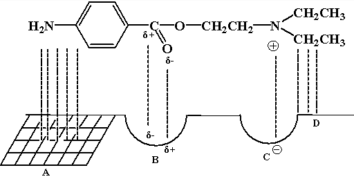 普鲁卡因在体内与受体之间存在多种结合形式，结合模式如图所示。图中，B区域的结合形式是（）