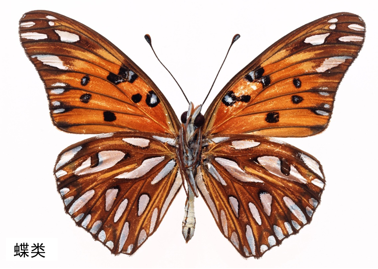 a.丝状触角 b.膝状触角 c.球杆状触角 d.