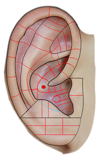 耳朵肝的准确位置图片图片