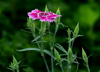 轮伞花序其基础花序类型为二歧聚伞花序() 