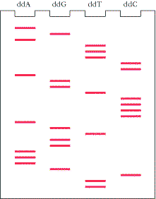 利用双脱氧链终止法测定仪dna片段的碱基序列获得如下图谱. （1）写出由引物合成的dna核苷酸链的碱