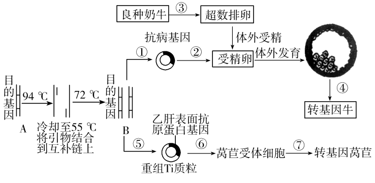 下图是获得转基因动物和植物的流程图，请据图回答： （1)图中获得大量目的基因的方法是（）。 （2)图