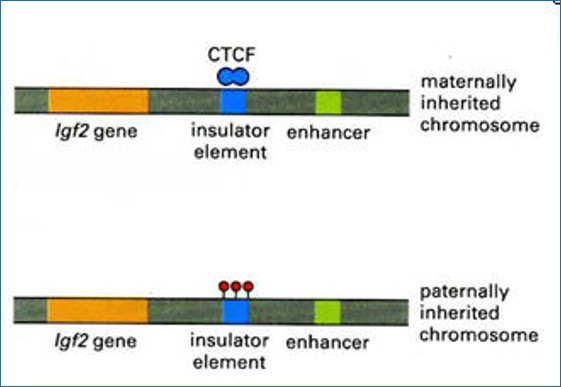 小鼠的igf2基因的表达受到基因组印记、增强子和绝缘子的共同作用，igf2的正常表达依赖于邻近增强子