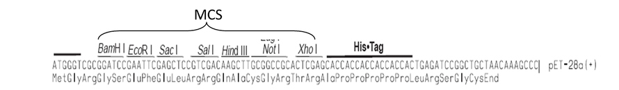 假如你要用原核表达载体pet28a质粒表达一个蛋白，该蛋白的基因cds如下： ＞orf atgaac
