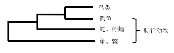 下图是4类生物的系统发生树（演化树），从中可以看到他们之间的相互关系。爬行动物泛指龟、鳖、蛇、蜥蜴和