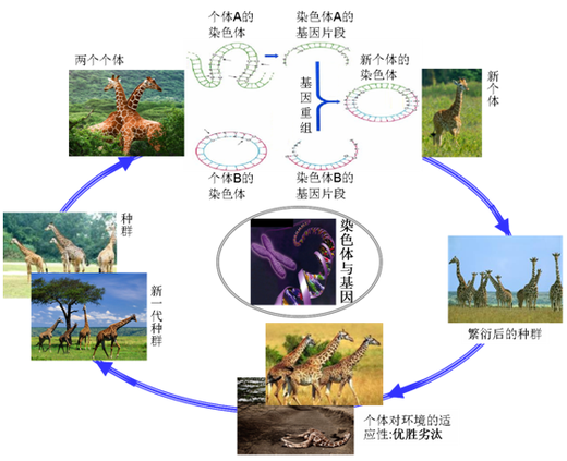 下图能够基本反映生物学遗传与优胜劣汰的过程。理解该图，联想计算类问题求解，回答问题。  类比计算类问