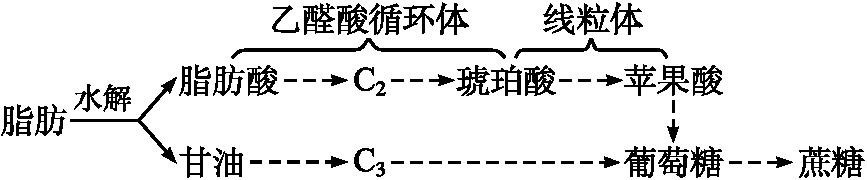 大多数植物种子的贮藏物质以脂肪（油)为主,并储存在细胞的油体中。种子萌发时,脂肪水解生成脂肪酸和甘油