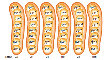 on chromosome 4 in neurospora, the allele pyr-1 re
