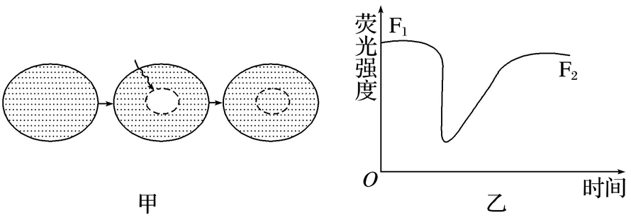 荧光漂白恢复技术在细胞生物学中具有重要的应用，包括三个步骤：绿色荧光染料与膜上的蛋白质结合，细胞膜上