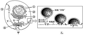 甲图表示细胞通过形成囊泡运输物质的过程，乙图是甲图的局部放大。不同囊泡介导不同途径的运输。图中①~⑤