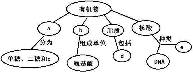 下图为生物体细胞内主要有机化合物的概念图，请据图回答下列问题：  （1）人和动物细胞中的储能物质c有