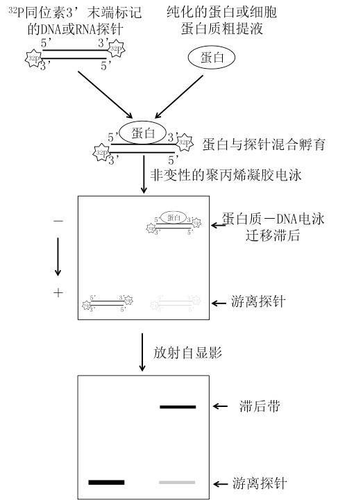 电泳迁移率实验（emsa)原理如图a所示。你打算研究在哺乳细胞的转录调控中有潜在作用的3个蛋白质——