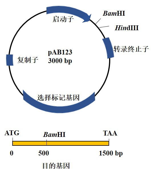 假如你需要将图示目的基因与pab123载体重组，并使目的基因的起始密码子靠近载体上的启动子。一个简假