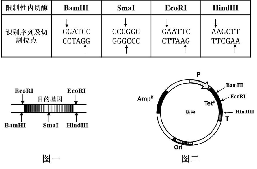 下图一为含有目的基因的dna（外源dna），图二为某质粒，用图中的外源dna与质粒构建重组质粒，请根
