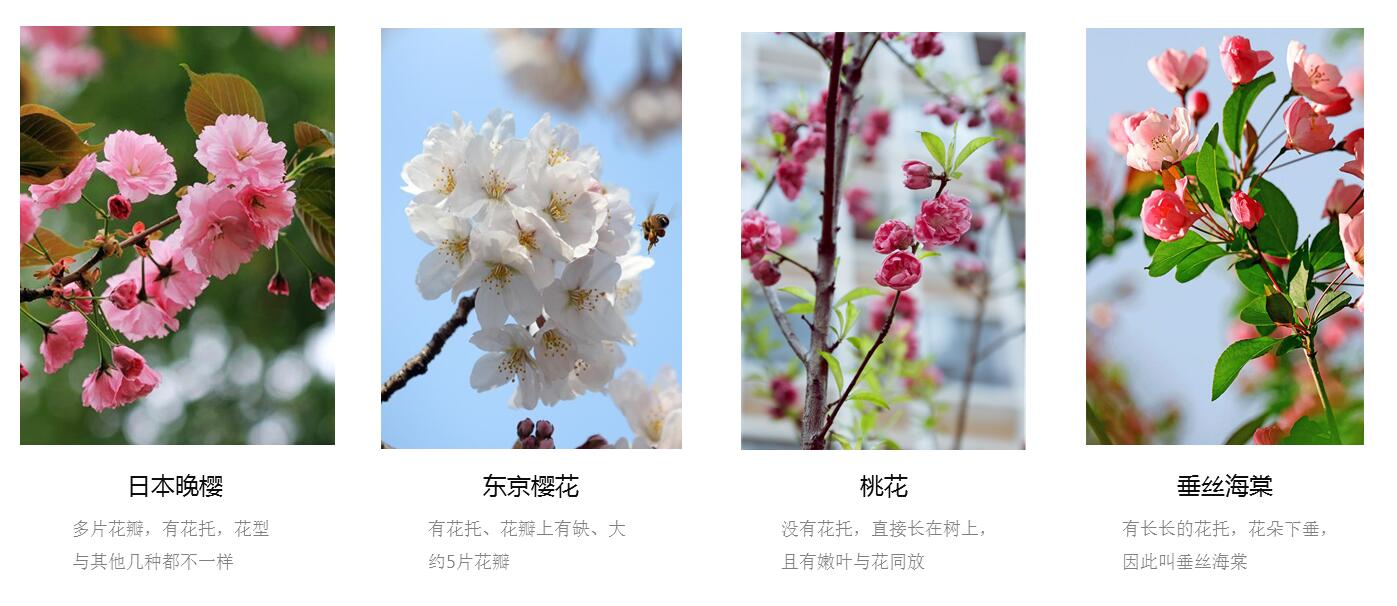 【其它】请同学们绘制用马克笔出日本晚樱、东京樱花、桃花、垂丝海棠的花朵，并注意去出其外形特征，下列图