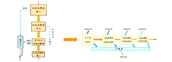 题目来源：1月6日下午河南省郑州市面试考题试讲题目1.题目：生态系统能量流动的过程2.内容：能量流题
