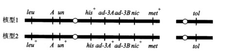 用如下图两种基因型的细胞构建一个脉孢菌异核体。leu、His、ad、nic和met分别表示相应的营养